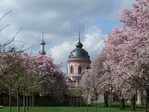 Die Blüte der japanischen Zierkirschen im Schlossgarten Schwetzingen ist das erste Highlight des Frühlings