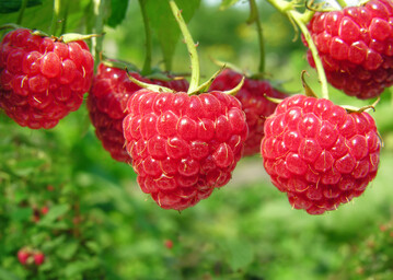 Bei Himbeeren stieg der Konsum um 22 Prozent gegenber dem Vorjahr
