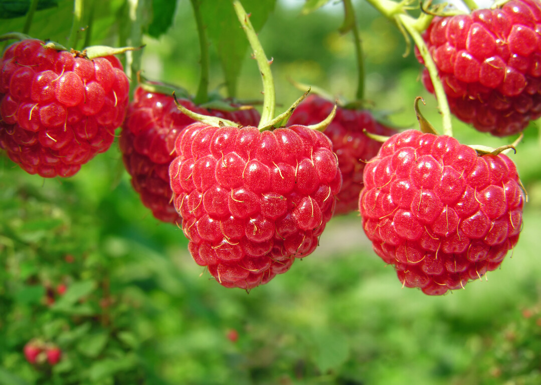 2020 wurden 2255 Tonnen Himbeeren in der Schweiz produziert.