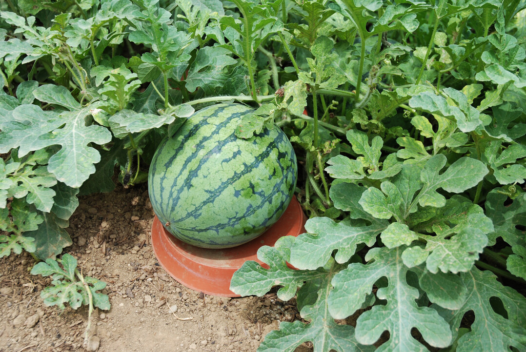 Ein Gieuntersetzer schtzt die Wassermelone vor Bodenkontakt