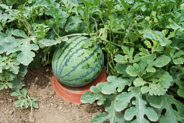 Ein Gieuntersetzer schtzt die Wassermelone vor Bodenkontakt