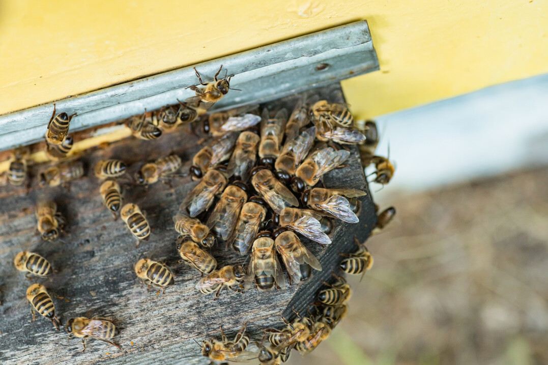 Wchterbienen lassen kranke und fremde Bienen nicht hinein