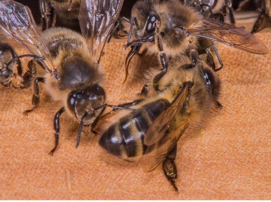 Beim grooming putzen sich Bienen gegenseitig