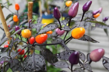 Chilisorte "Lila Luzi"