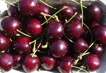 Die Obstzchter des JKI prsentieren auf der IPM ihre Neuzchtungen bei Apfel und Kirsche