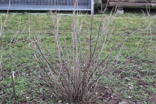Schwarze Johannisbeeren haben rundere Knospen als die roten und sind weniger verzweigt.