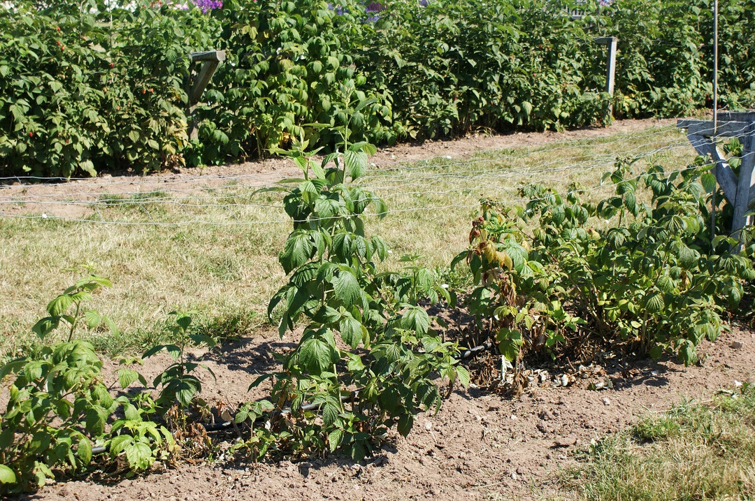 Die Himbeeren der vorderen Reihe leiden unter Nachbaudepression infolge von Bodenmdigkeit