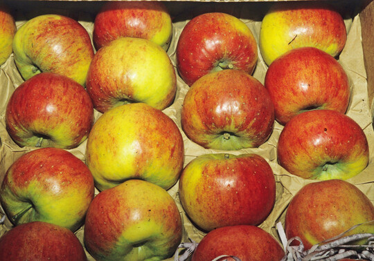 Durch zu spte Ernte erscheinen diese pfel der Sorte Topaz fettig