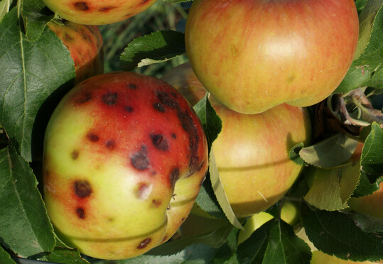 Kalziummangeln kann Ursache fr braune Flecken an pfeln sein