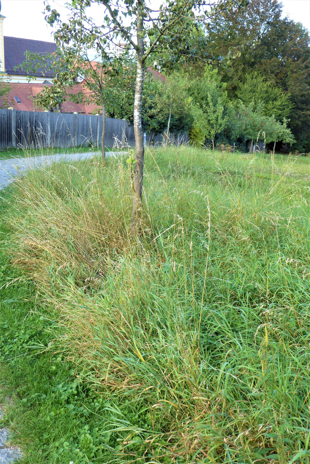 Fehlende Baumscheiben wirken sich ungnstig auf die Baumgesundheit aus