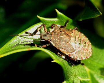 Schweizer Obstbauern beklagen Schden in Millionenhhe durch die Marmorierte Baumwanze, die aus Asien eingewandert ist. 