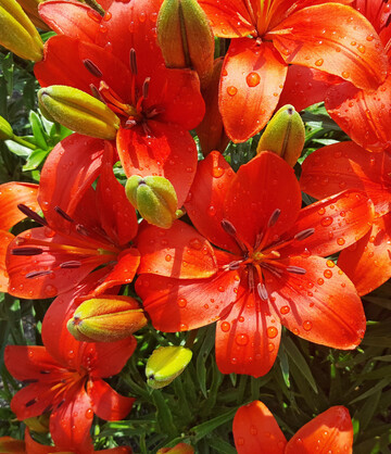Lilien bezaubern mit ihren groen Blten.