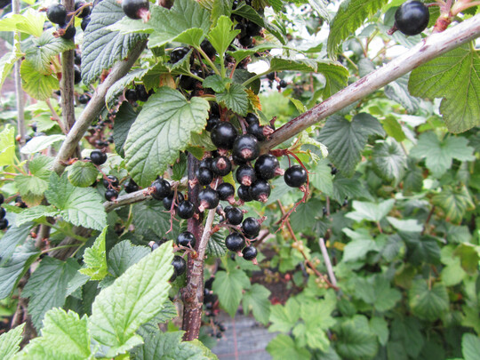 Die Blätter der schwarzen Johannisbeere enthalten Gerbstoffe, Flavonoide und Phenolcarbonsäuren. Getrocknet und als Tee aufgegossen, mildert der Tee laut der traditionellen Medizin Gliederschmerzen und wirkt durch die Harntreibende Wirkung auch gegen Entzündungen der Harnwege. Die im Handel erhältlichen Blätter stammen überwiegend aus Polen, Rumänien und Bulgarien. Im eigenen Garten gesammelt sind keine Rückstände auf den Blättern zu erwarten.