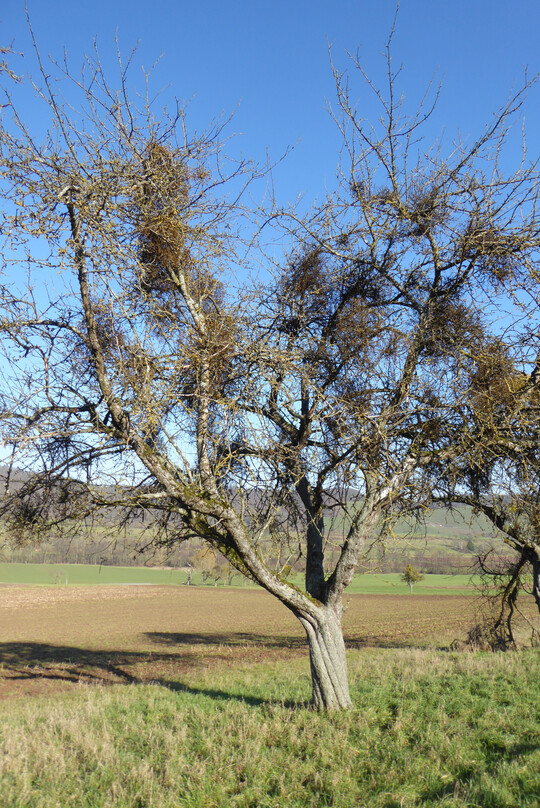 Abgestorbener Apfelbaum mit starkem Mistelbefall