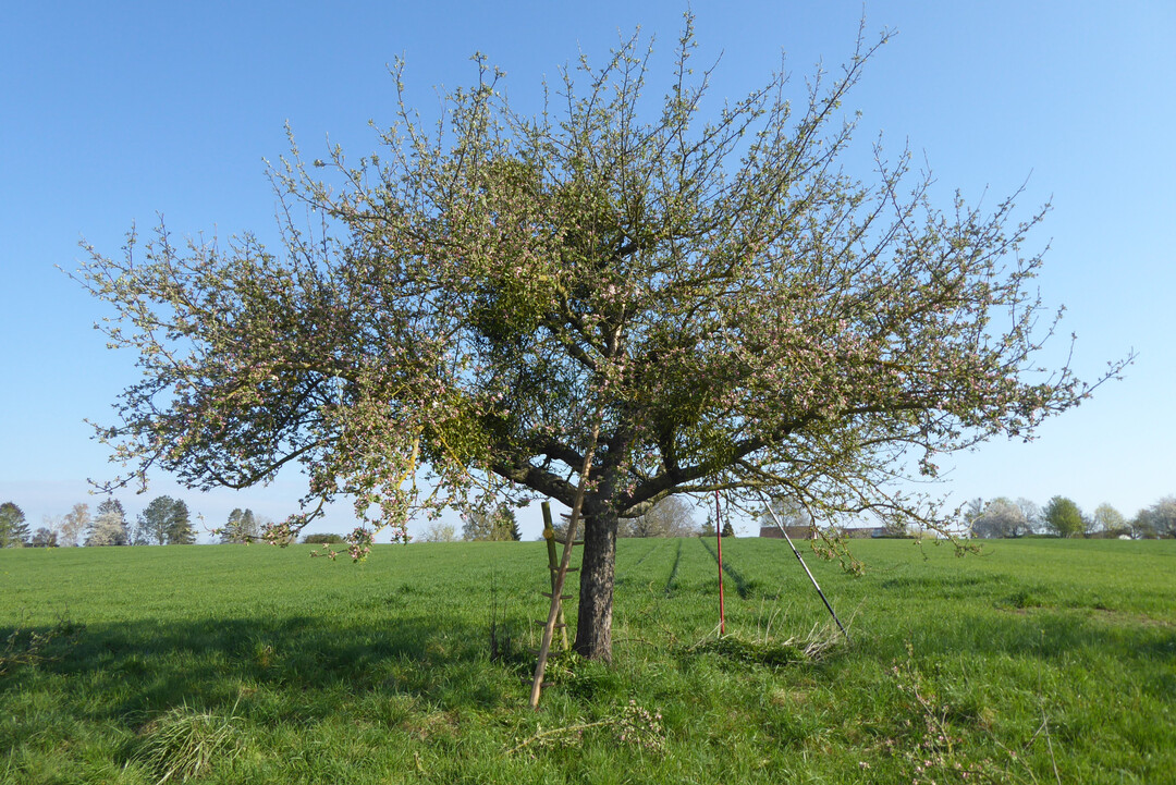 Ein Baum mit mittlerem Mistelbefall (5  15 Misteln, auch an Starksten)