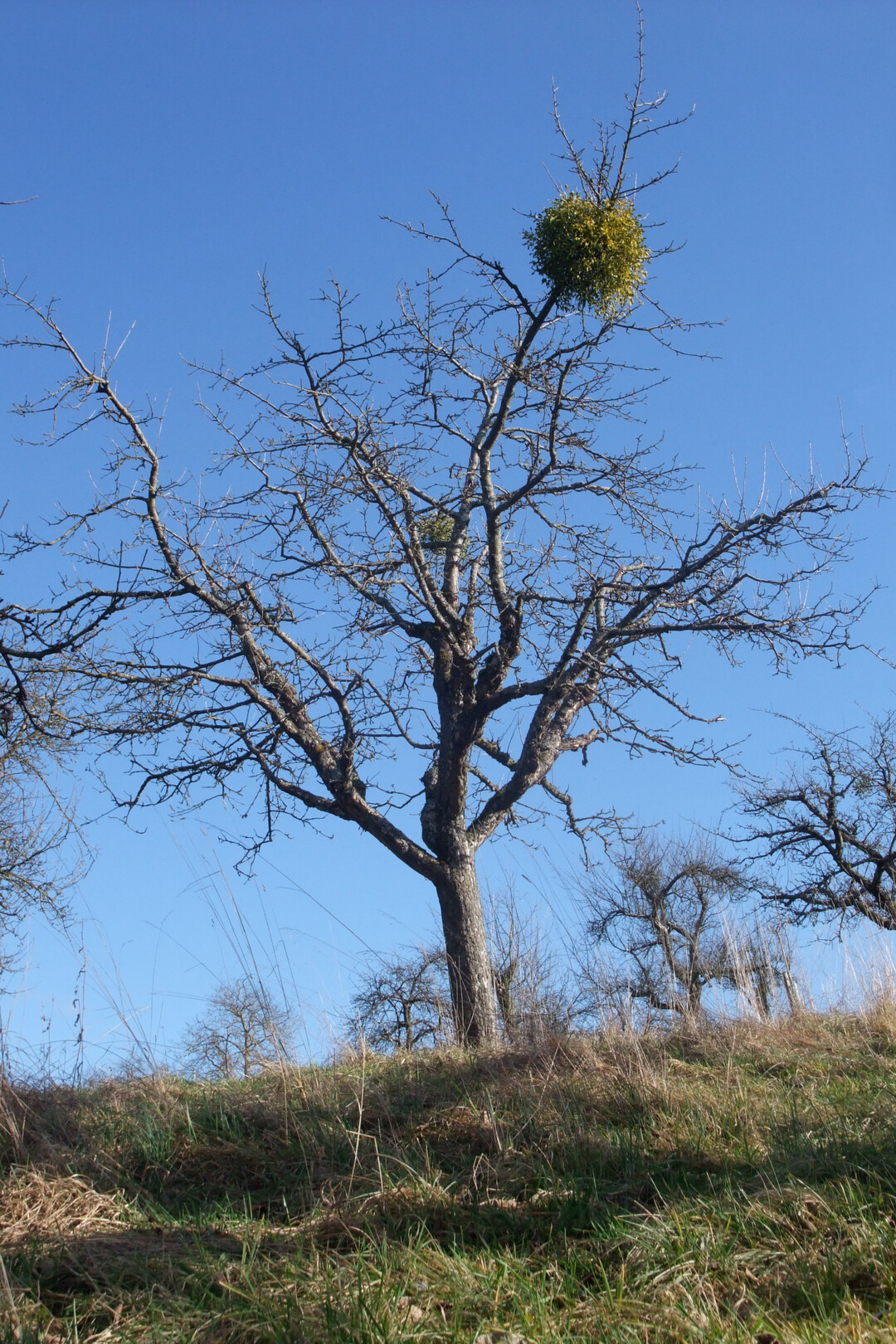 Ein Baum mit leichtem Mistelbefall (< 5 Misteln an der Kronenperipherie) 