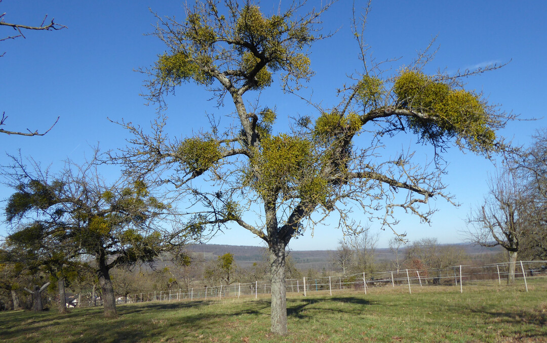 Ein Baum mit starkem Mistelbefall (> 15 Misteln, auch an Leitastbasis)