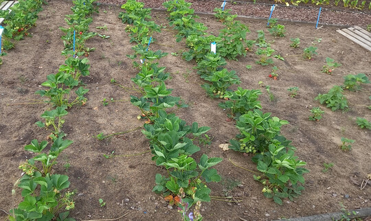 Ganz rechts im Bild Erdbeeren mit Wuchsdepressionen aufgrund fehlender Anbaupausen 