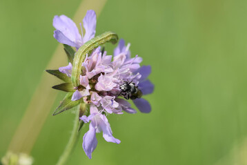 Raupe und Furchenbiene auf einer Wiesen-Witwenblume