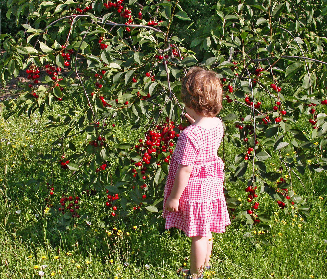 Sauerkirschen zu ernten und zu naschen, macht Kindern Freude.