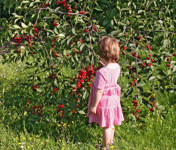Sauerkirschen zu ernten und zu naschen, macht Kindern Freude.