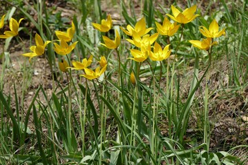 Die Wildtulpe ist die einzige wild vorkommende Tulpe in Deutschland und steht unter Artenschutz