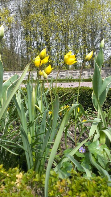 Wildtulpenblte im Schlossgarten Weikersheim