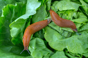 Nacktschnecken auf Salat