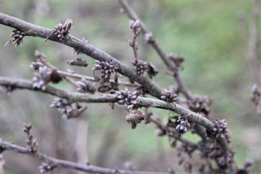 Rote Johannisbeere mit spitzen Bltenknospen, auch  im Bschel