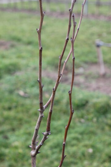 Die braunen Jungtriebe der Birne mit spitzen, piksenden, abstehenden Knospen