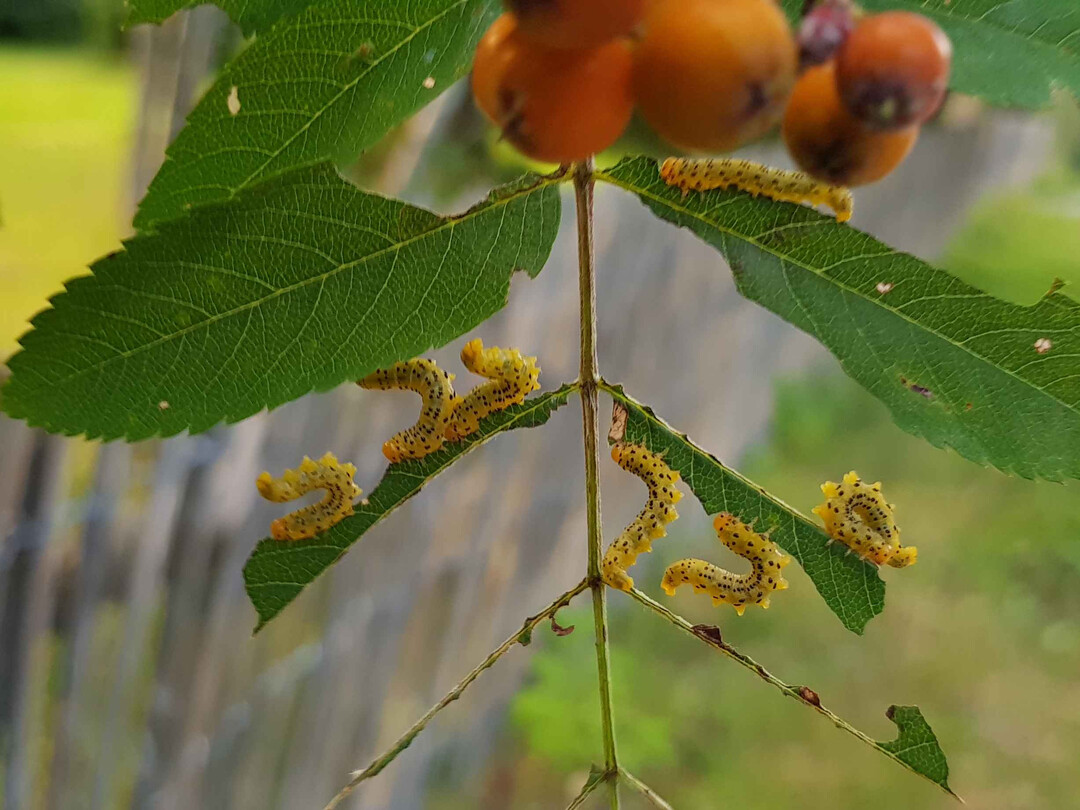 Larven der Ebereschenblattwespe (
<i>Pristiphora geniculata</i>
) an einer Vogelbeere (
<i>Sorbus aucuparia</i>
).