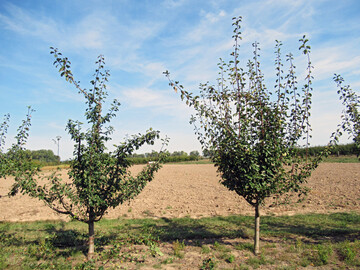 Sommerschnitt an Zwetschge (linker Baum): Viele senkrechte Triebe wurdenentfernt oder eingekrzt. Durch den Sommerschnitt nach dem Ende des Triebwachstums werden die Obstbume geformt und fr besseren Ertrag entlastet.