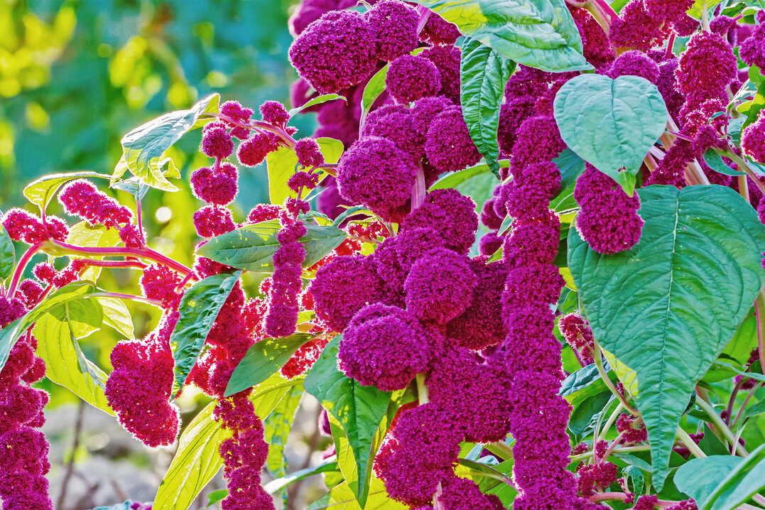 Roter Gartenfuchsschwanz (
<i>Amaranthus caudatus</i>
‘Centurion’)