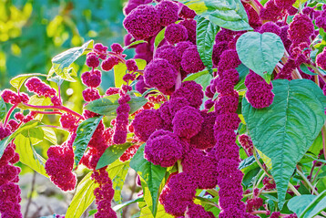 Roter Gartenfuchsschwanz (
<i>Amaranthus caudatus</i>
 Centurion)
