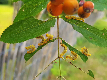 Larven der Ebereschenblattwespe (
<i>Pristiphora geniculata</i>
) an einer Vogelbeere (
<i>Sorbus aucuparia</i>
).