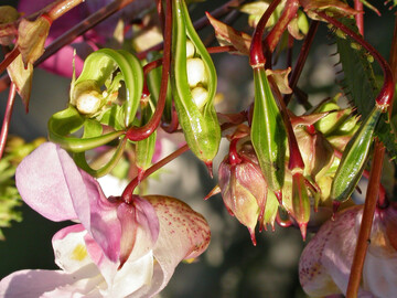 Himalaya-Springkraut: Blte und Samenkapseln