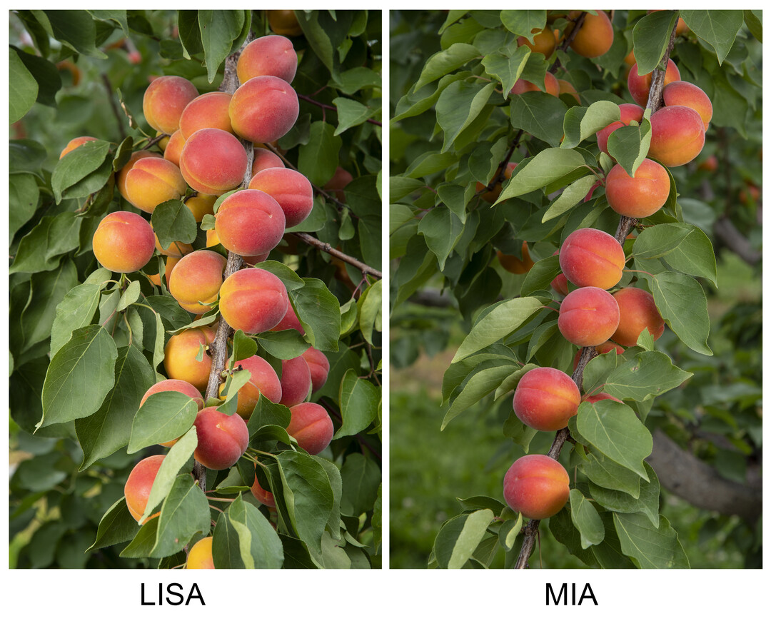 Die neuen Sorten bestechen durch positive Eigenschaften: geschmackliche Qualität, Krankheitsrobustheit, schöne orange-rote Farbe, Ernte ab Anfang bis Mitte Juli sowie gute Transport- und Lagerfähigkeit