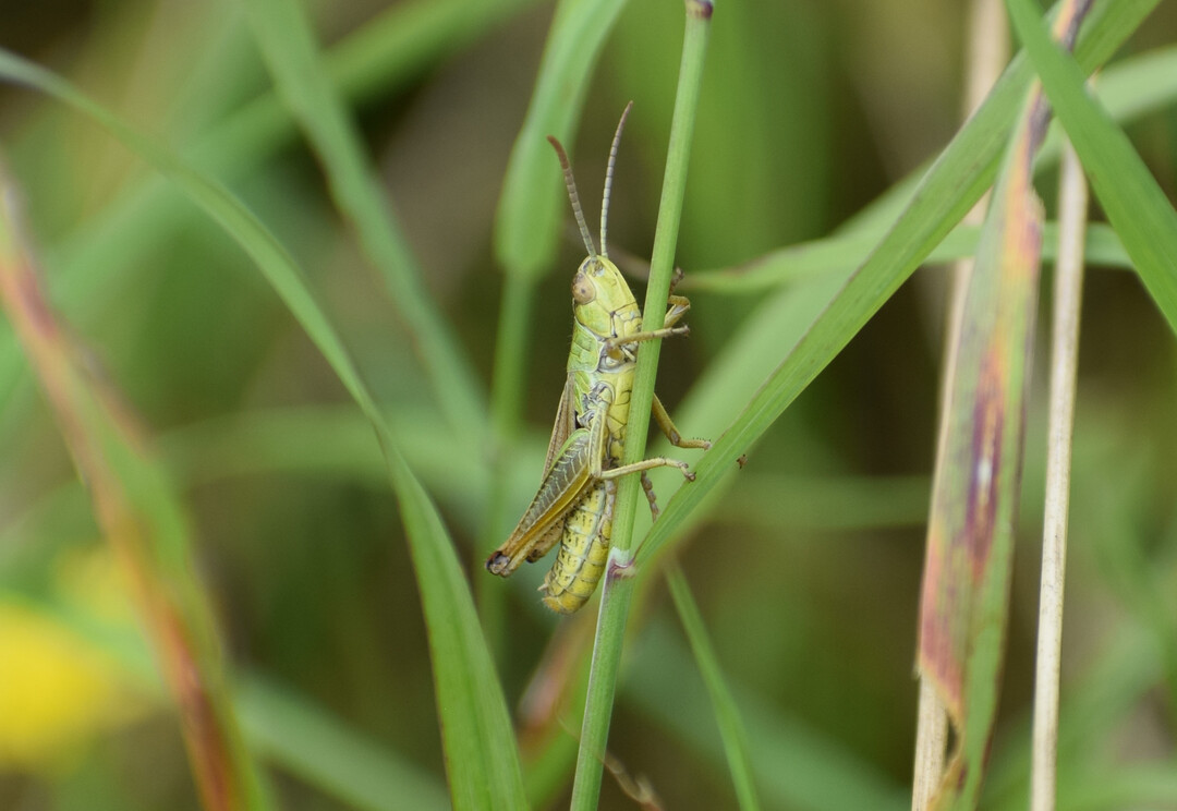Gemeiner Grashpfer (
<i>Pseudochorthippus parallelus</i>
)