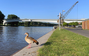Nilgans