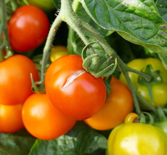 Das richtige Gieverhalten schtzt vor aufplatzenden Tomaten.