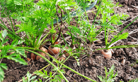 Erst die Groen ernten, dann knnen sich die Kleinen bei milden Herbsttemperaturen noch weiterentwickeln.