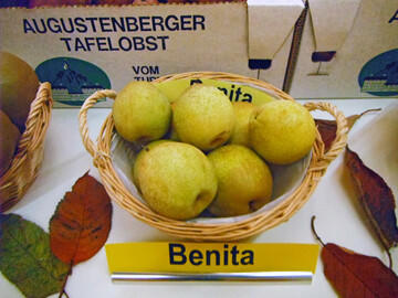 Eine Kreuzung aus Birne und Nashi ist 1985 dem Zchter Peter Hauenstein aus Rafz gelungen. Die Frchte der Sorte Benita hneln eher einer Birne, jedoch mit glnzenden grnen Blttern auf hellen Stielen. Die Frucht ist gelb mit dunklen Lentizellen und leicht birnenfrmig. Sie schmeckt aromatisch schwach nach Melone und ist saftig und knackig.