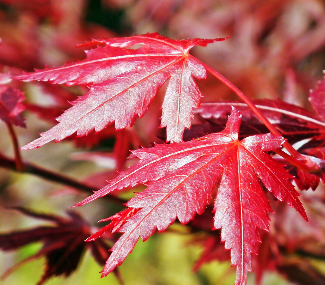 Die Blätter des japanischen Ahorns färben sich im Herbst leuchtend rot.