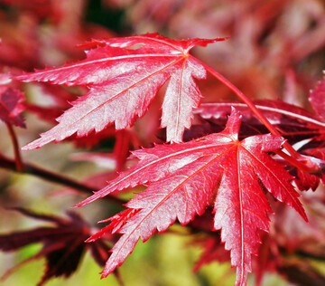 Die Bltter des japanischen Ahorns frben sich im Herbst leuchtend rot.