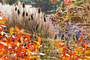 Karde (
<i>Dipsacus fullonum</i>
), Astern, Wasserdost (
<i>Eupatorium fistulosum</i>
) und Chinaschilf 
<i></i>
Silberfeder harmonieren in diesem herbstlichen Arrangement