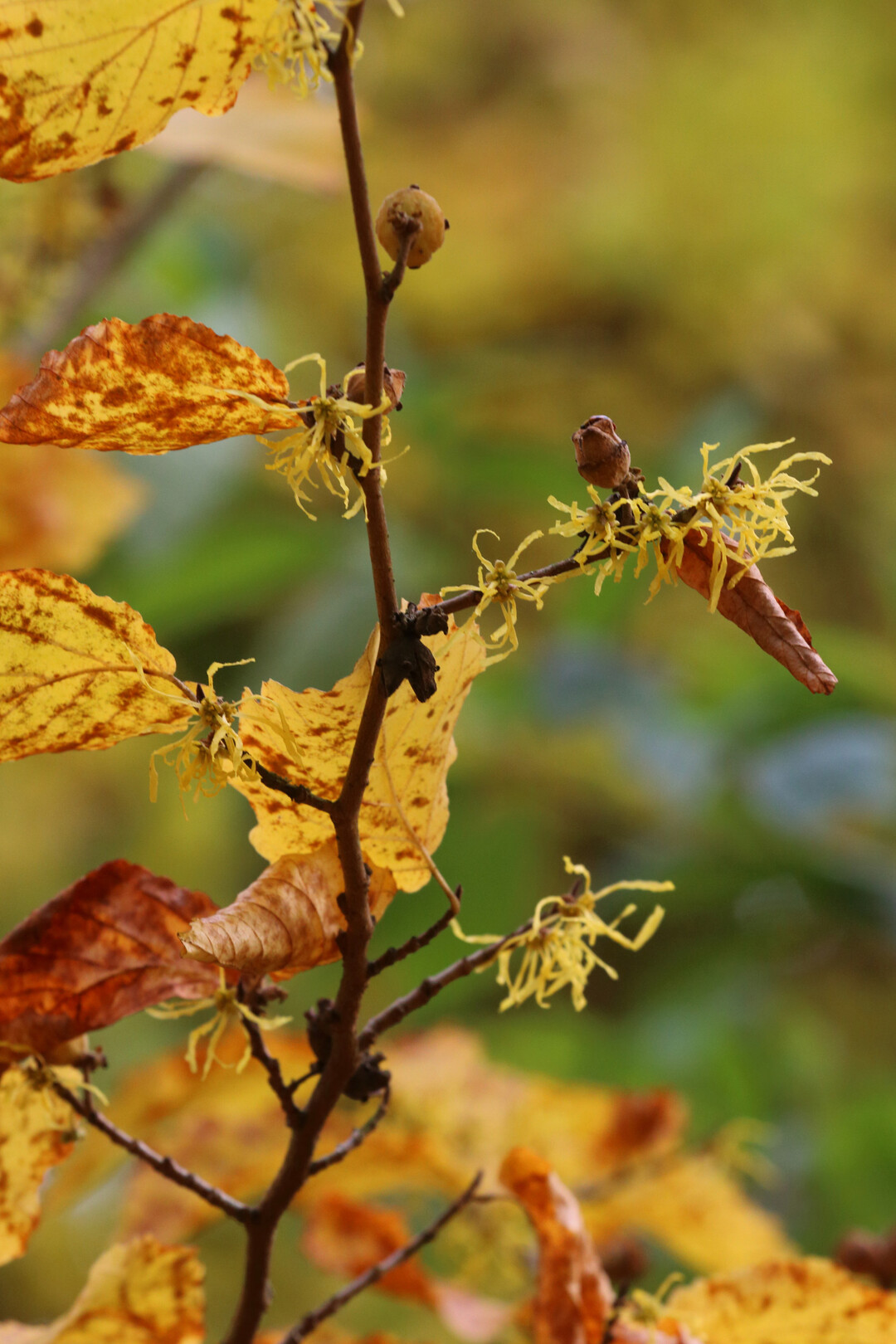 Zaubernuss Winterhart - Alte Sorten Stauden Garden  Produktbild-Vorschau 11