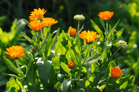 Ringelblume in der Abendsonne