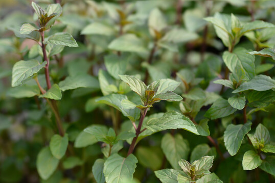 Die Schokoladenminze
<i>Mentha</i>
x
<i>piperita </i>
f. citrata Chocolate hilft ebenso bei Atemwegserkrankungen wie andere Minzsorten
