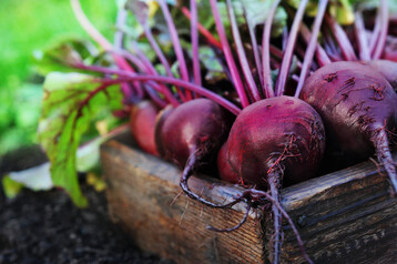 Frische Rote Bete sind eine echte Vitaminbombe