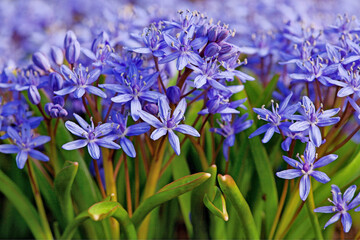 Zweiblttriger Blaustern (
<i>Scilla bifolia</i>
)